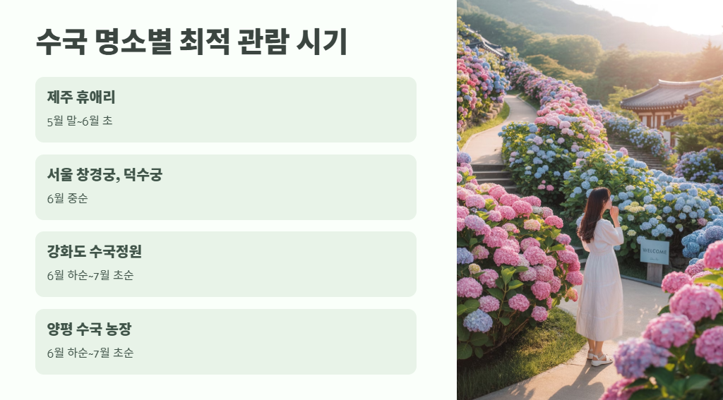 수국 개화시기 완벽 정리 6