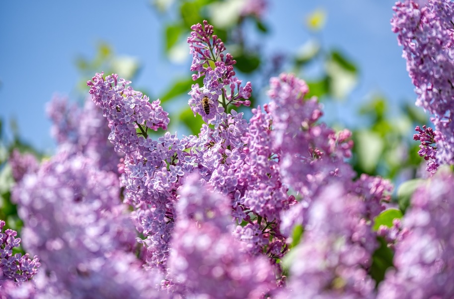 라일락 여행 관련 이미지