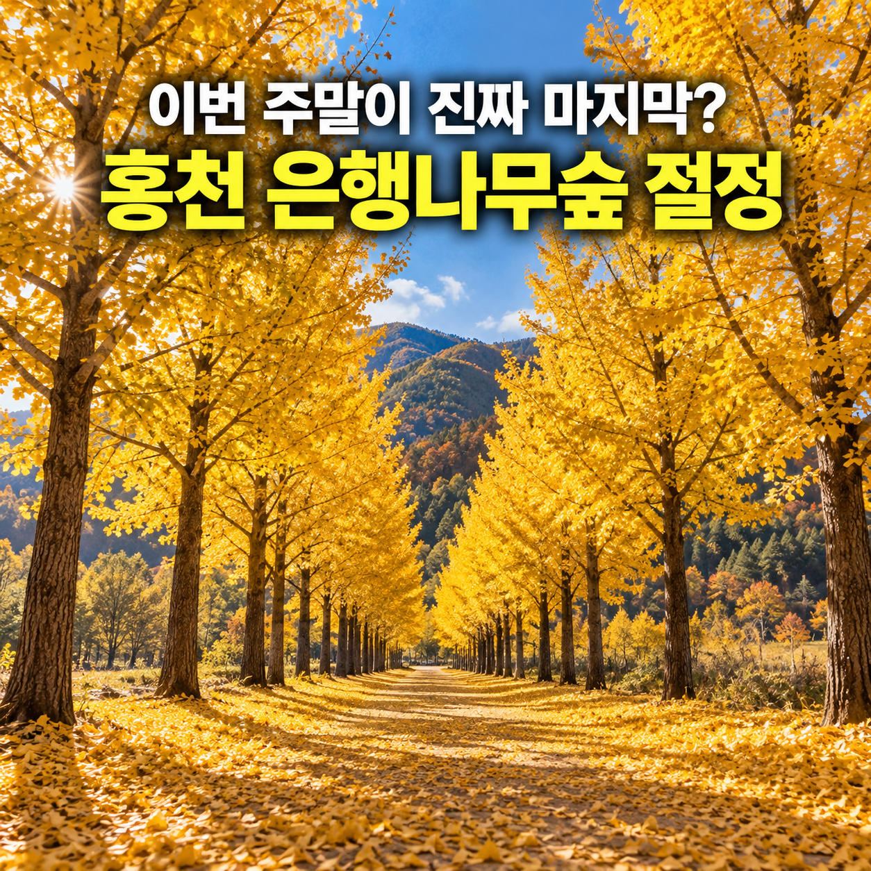 "이번 주말이 진짜 마지막?" 홍천 은행나무숲 절정