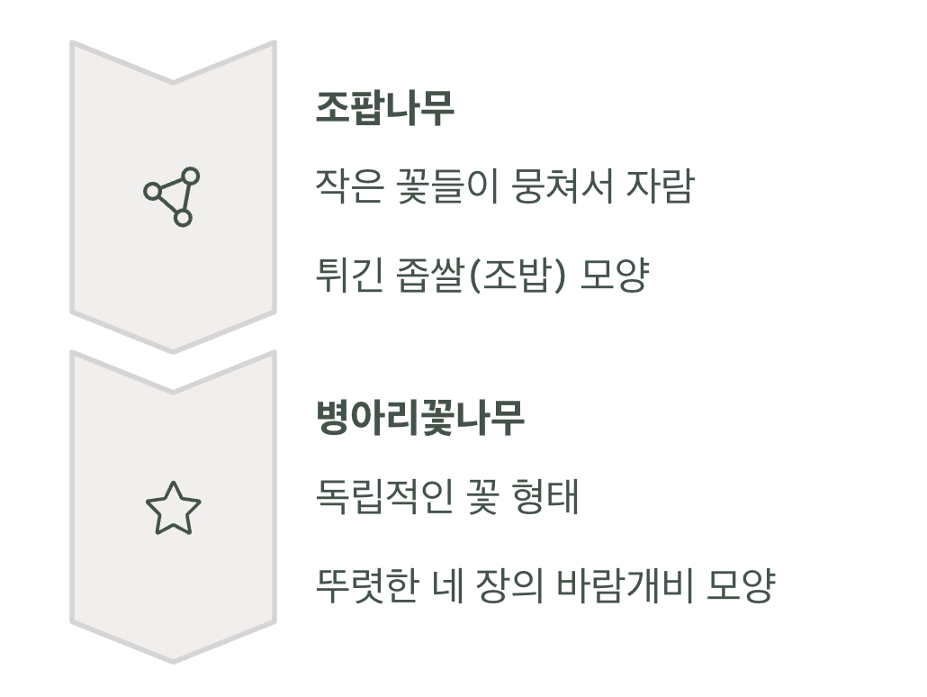 헷갈리지 마세요, 조팝나무와의 결정적 차이
