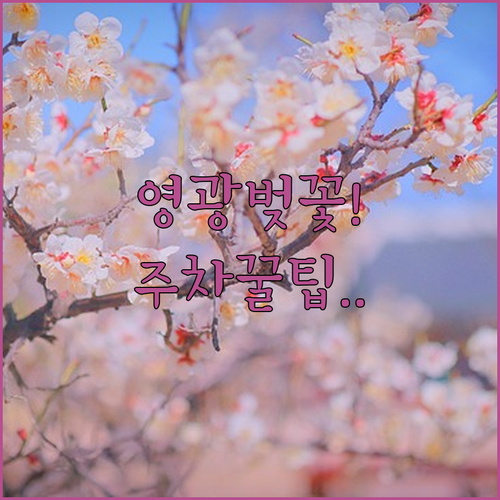 2026 영광 벚꽃 축제 기간 및 주..