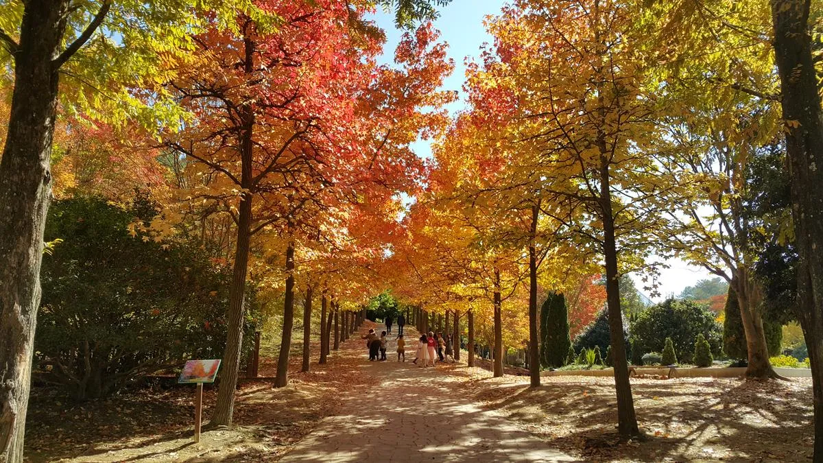 경상남도 수목원 5월의 꽃 관음죽꽃 핑퐁나무 황금자주달개비 마가렛 만첩빈도리 자란 크레이프자스민_5