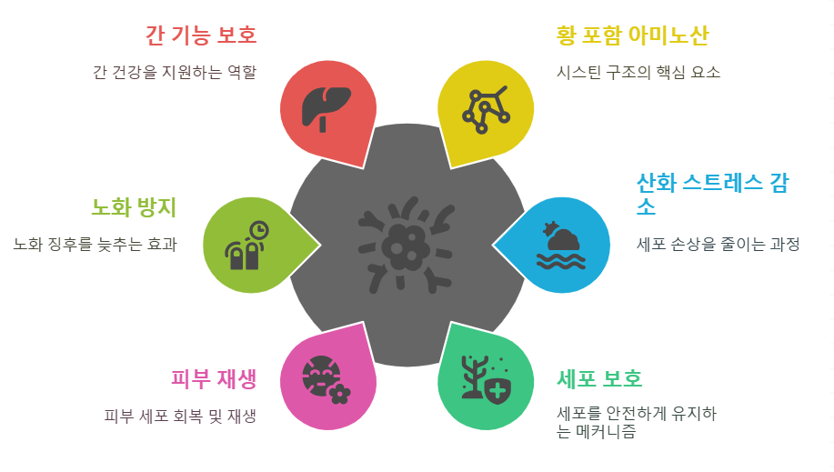 시스틴 효능