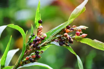 율무 효능 및 영양성분, 부작용