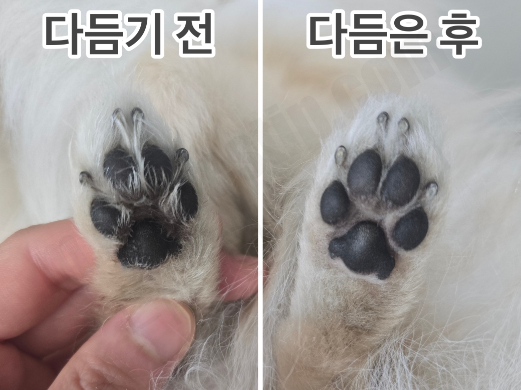 포메라니안 발바닥 털을 다듬기 전과 다듬은 후를 비교하는 사진
