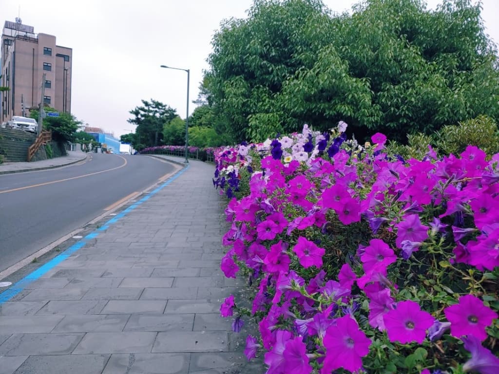 제주 길