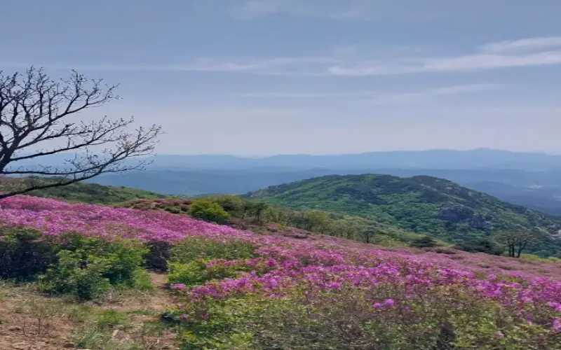 황매산 철쭉축제_16