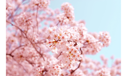 2025 전국 벚꽃 드라이브 코스 추천 명소 5선