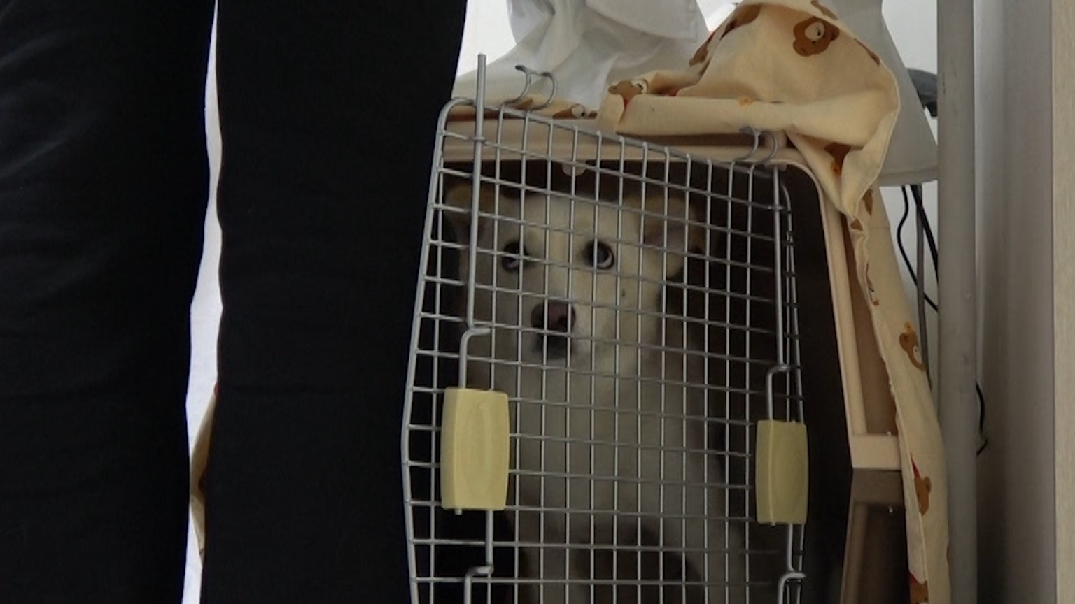 개는 훌륭하다 담비편