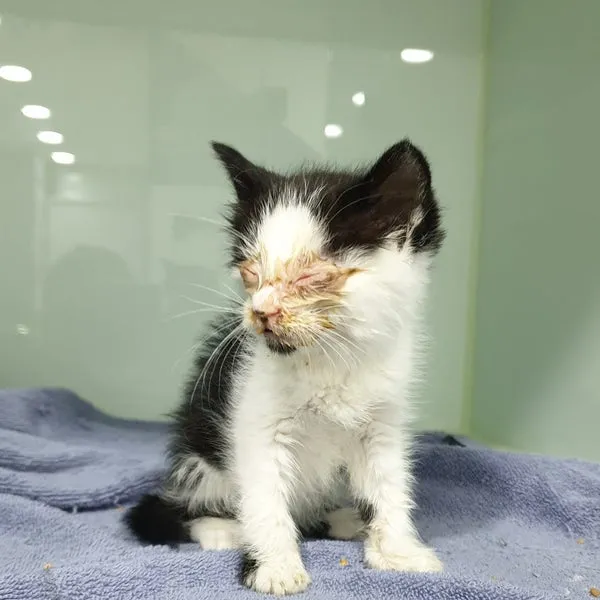 고양이 주요 눈 질환 7가지 증상 원인 치료법_5