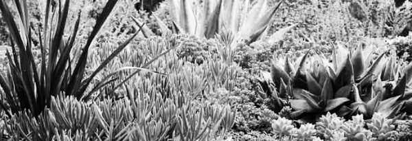 분갈이 방법 &middot; 주의 사항