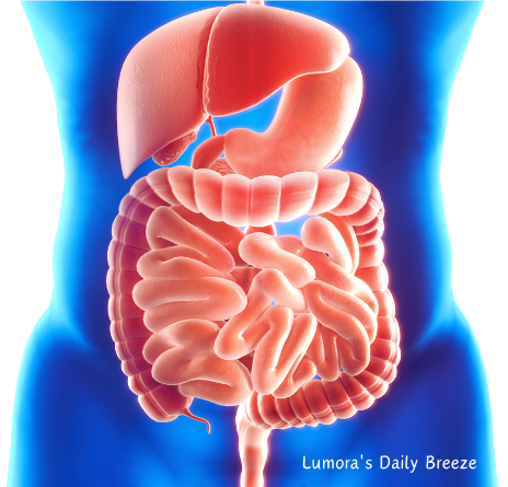 엠머밀(파로)의 불용성과 수용성 식이섬유로 장의 연동 운동을 도와 장을 건강하게도와줍니다.
