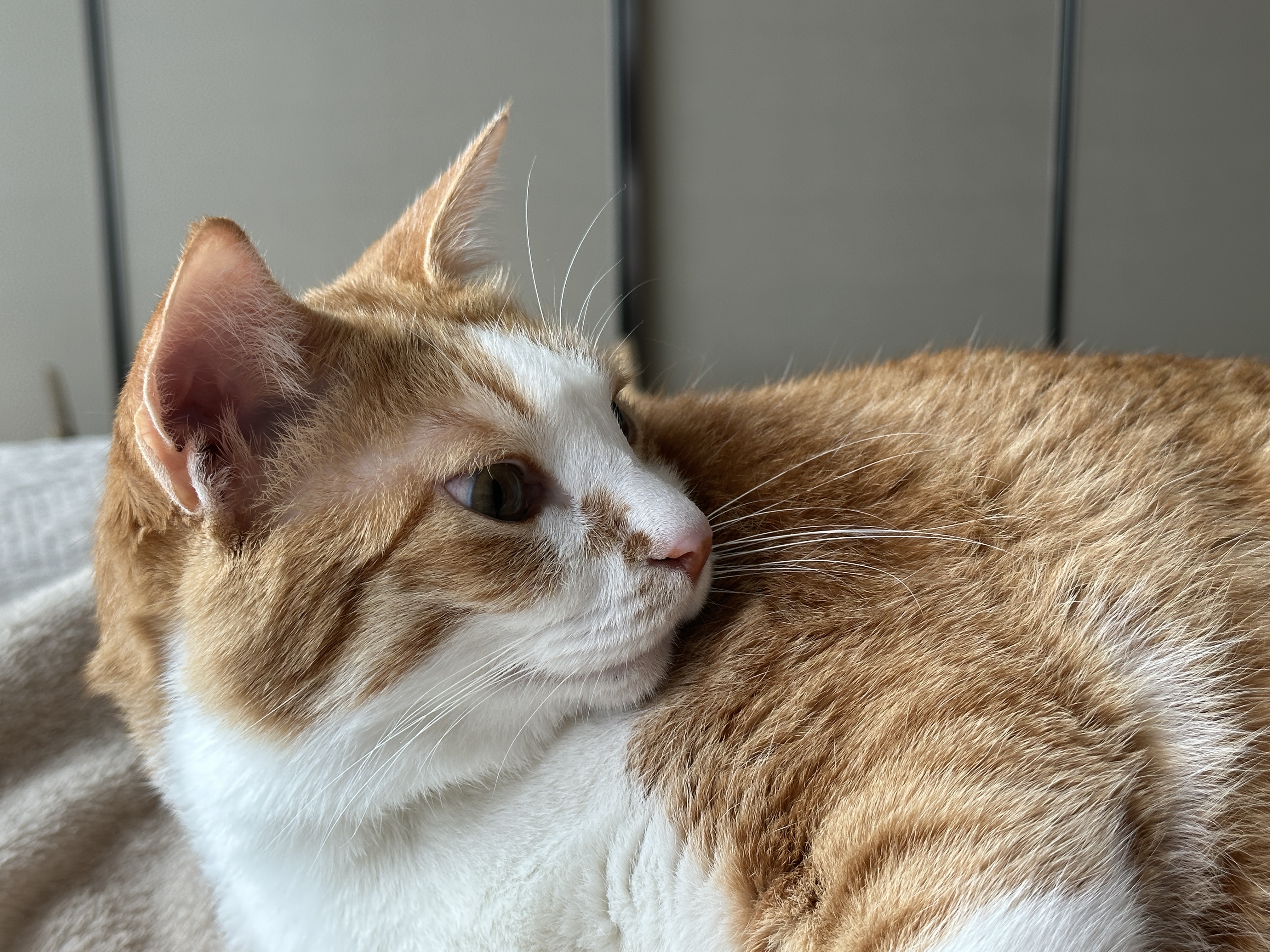 호야_얼굴_클로즈업