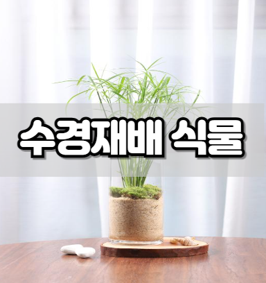 수경재배 식물