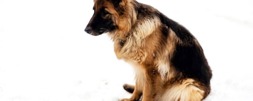 강아지 앉아 훈련 6