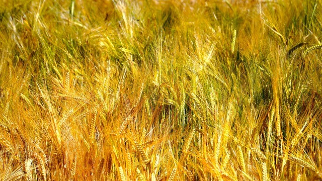 그레인온 파로 효능