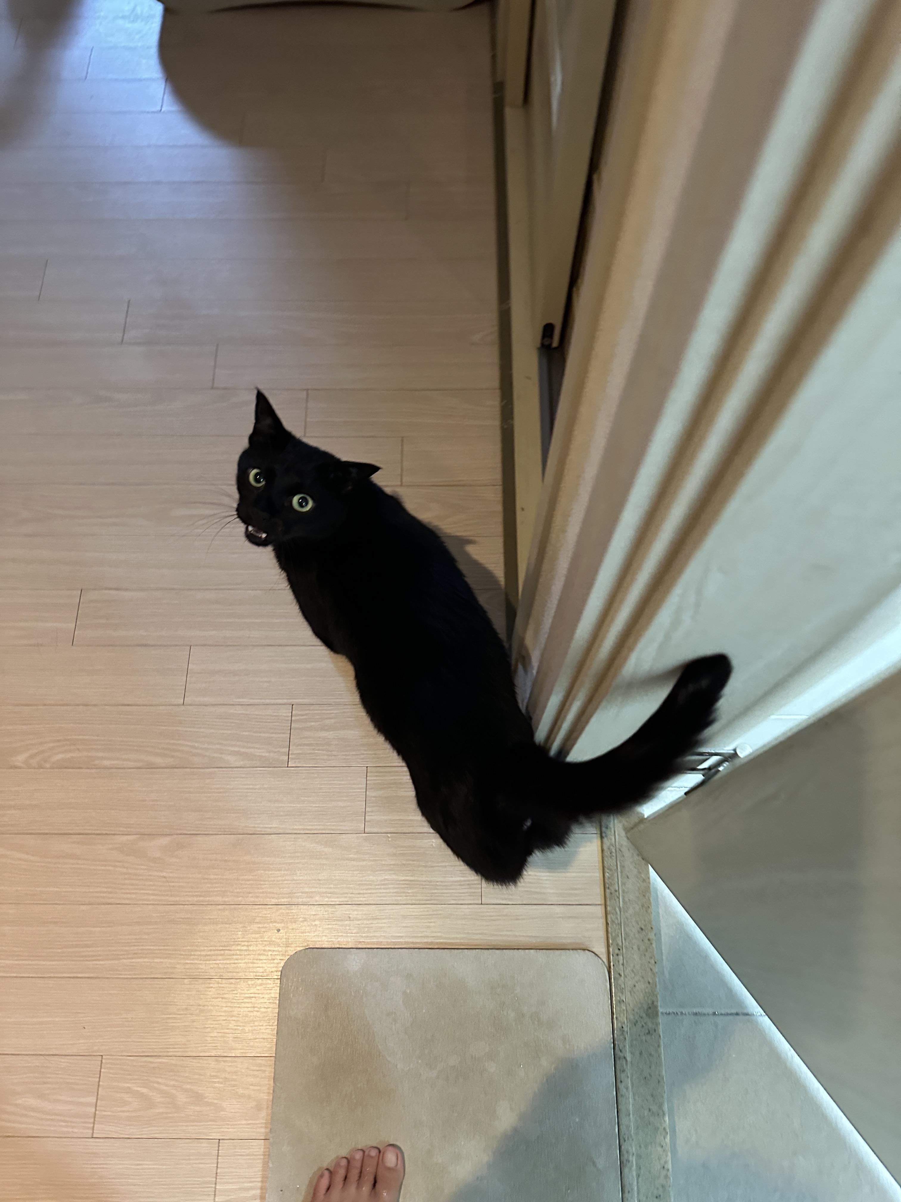 멋지고 이쁘고 사랑스럽고 애교 많고 귀여운 건이 (feat. 정색하는 건이)