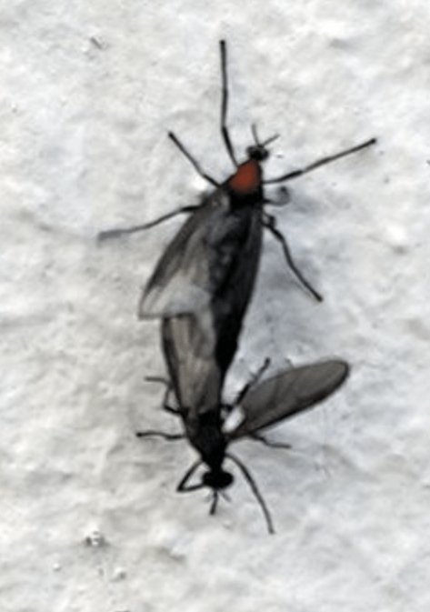 러브버그 퇴치법