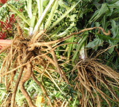 엉겅퀴 뿌리 사진