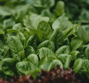 퇴행성 관절염에 좋은 음식 영양제 식단