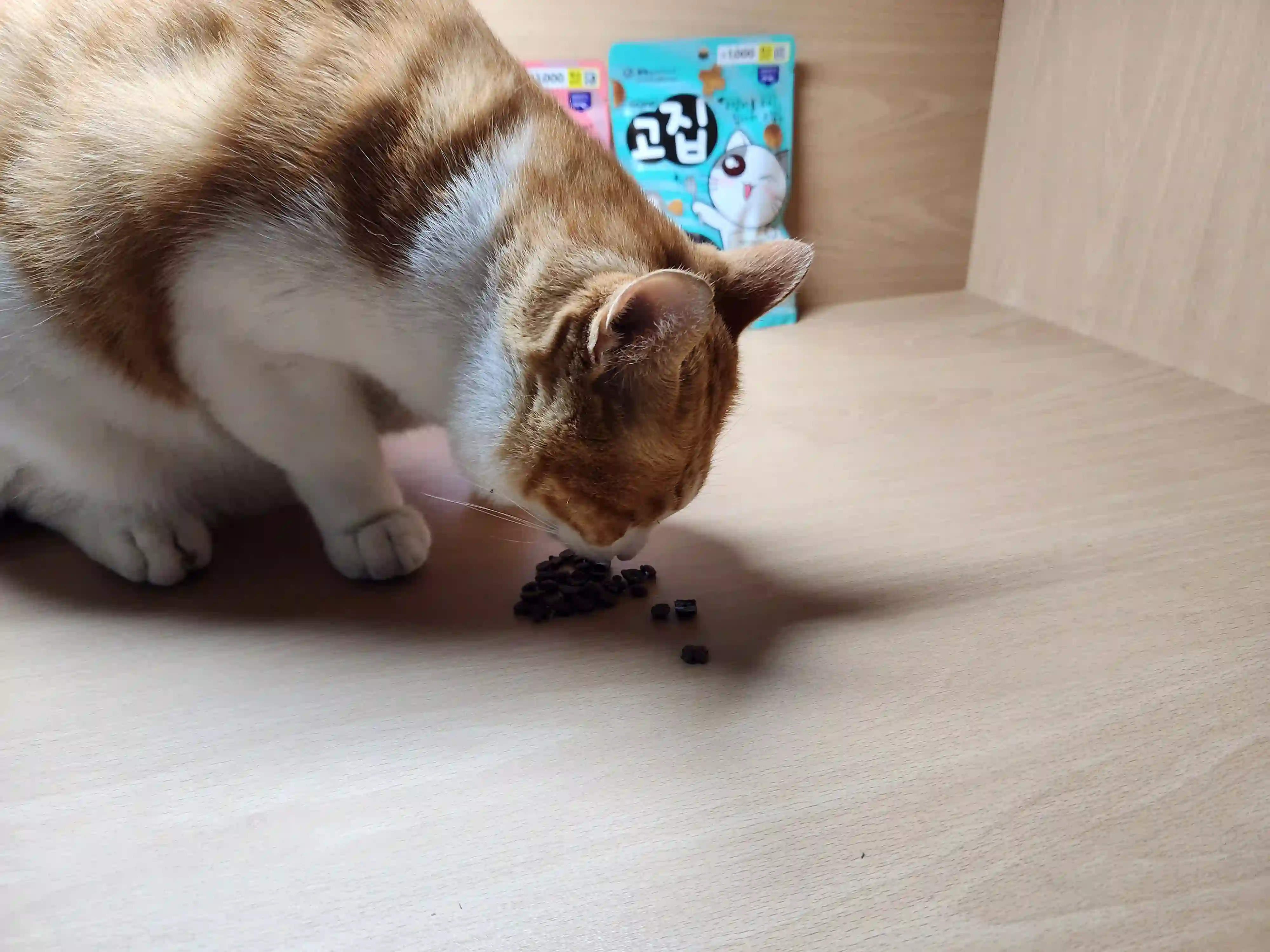고양이가 고집 먹는 사진 2
