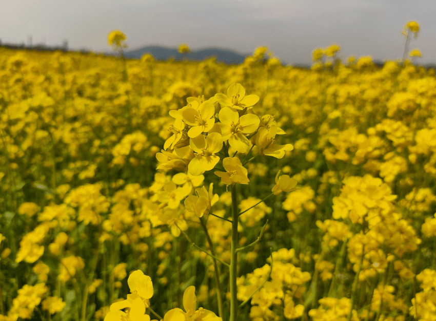 창녕 낙동강 유채축제 2025&amp;#44; 봄꽃 속에 빠지다!!! 축제기간변경안내!!!