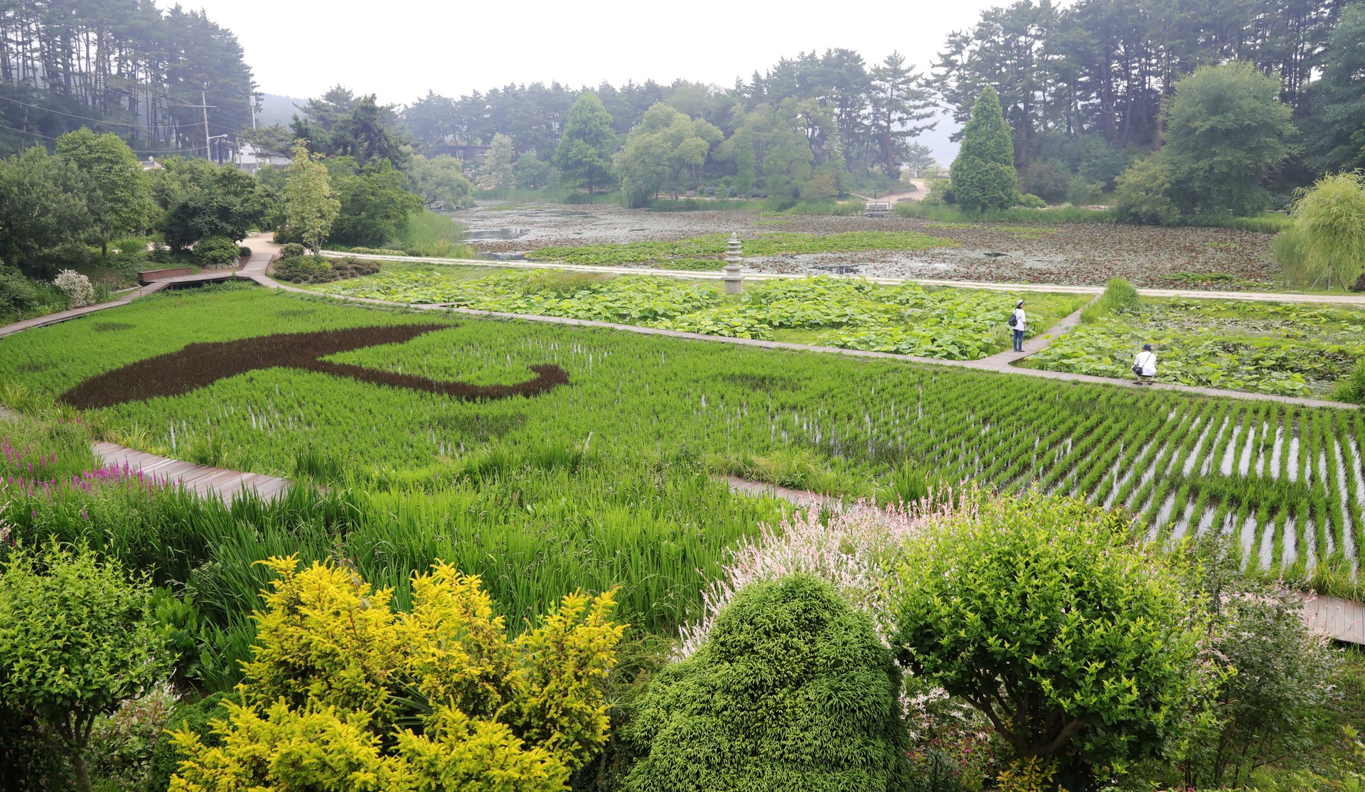 태안 천리포수목원 수국 명소 총정리! 개화시기부터 포토존까지