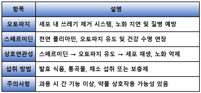 오토파지와 스페르미딘 연관성 요약