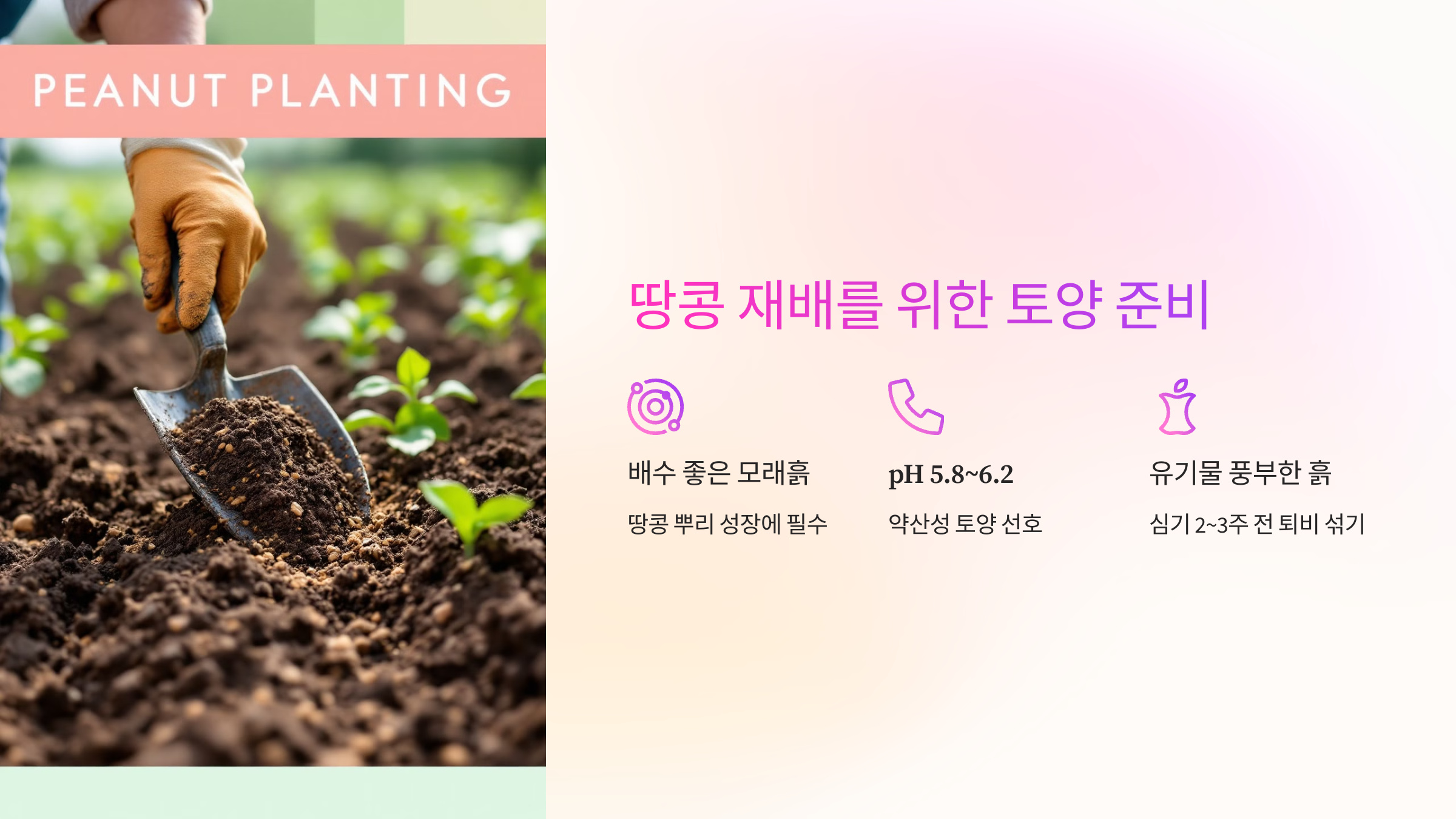 🌿 땅콩 재배를 위한 토양 준비