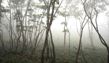 국립자연휴양림-예약방법-성수기