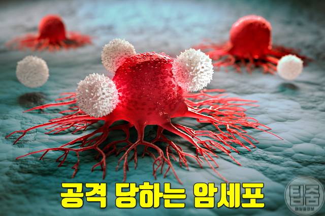 산딸기 어디에 좋은가요 산딸기 효능 항암 암세포