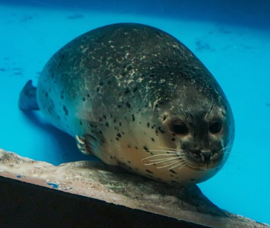 롯데월드 아쿠아리움