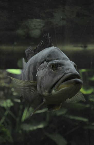 갱년기에 좋은 음식