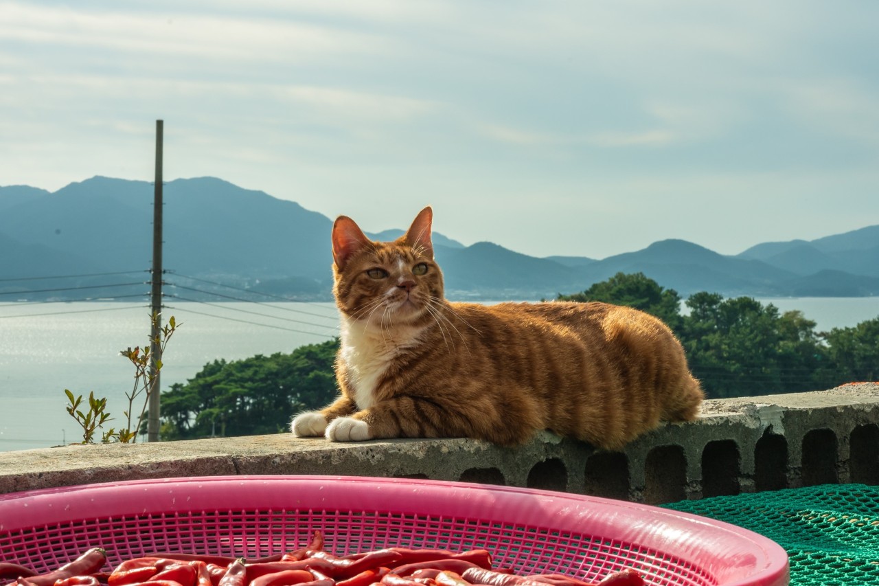 좀비딸 등장인물 관계