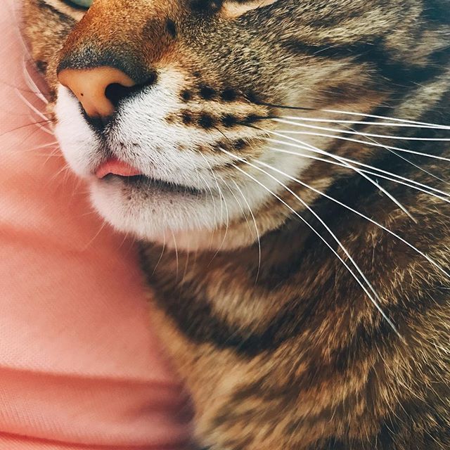 고양이 수염의 비밀