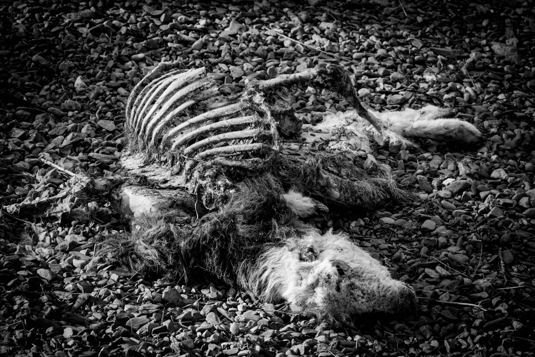 Mortality
