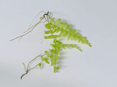 보스턴고사리 뿌리나누기