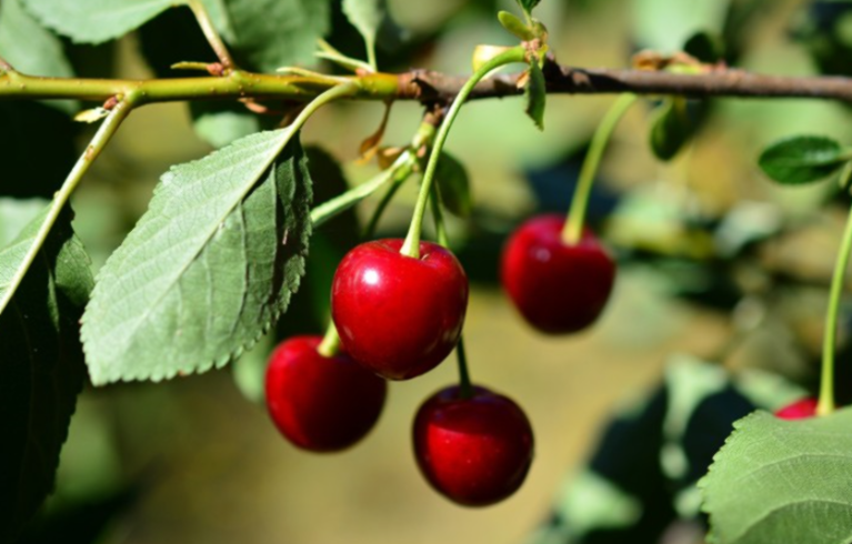 타트체리 부작용 효능