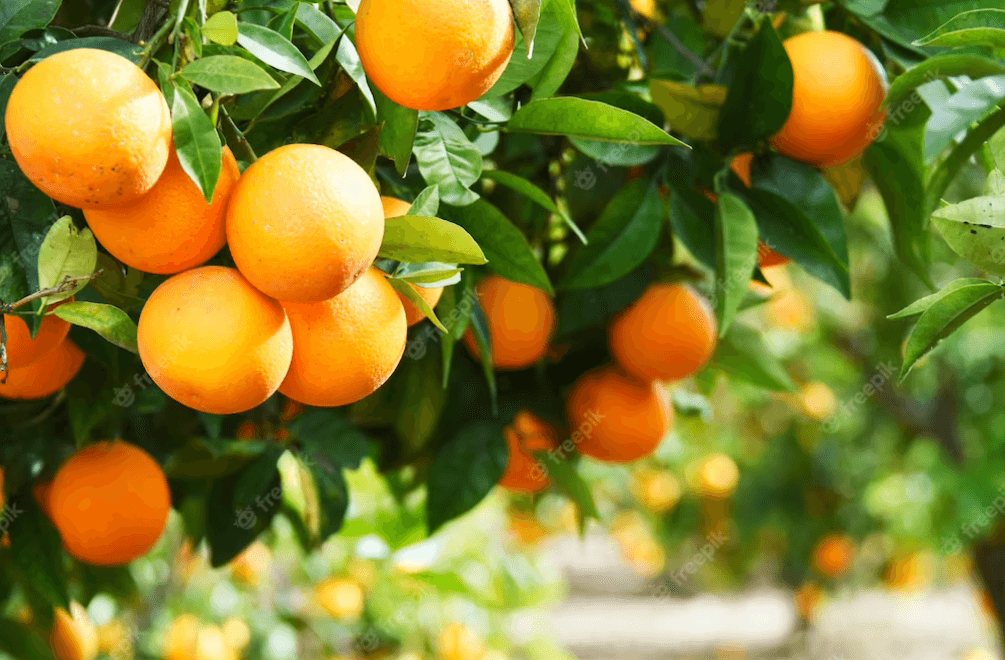 식이섬유- 풍부한-귤