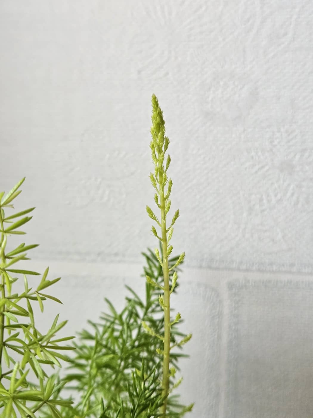 아스파라거스 메이리 새순