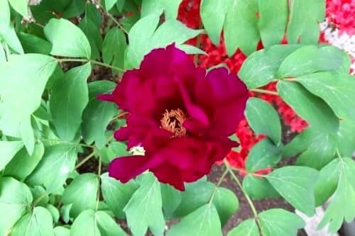 모란-목단-꽃-피는시기-개화시기-꽃말