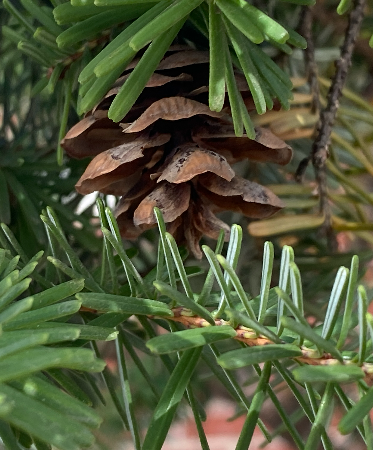 솔송나무 열매2