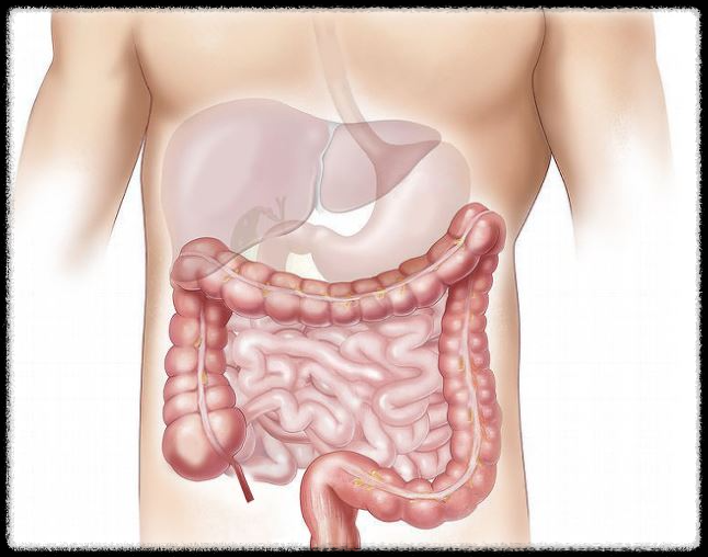사람의 장 사진