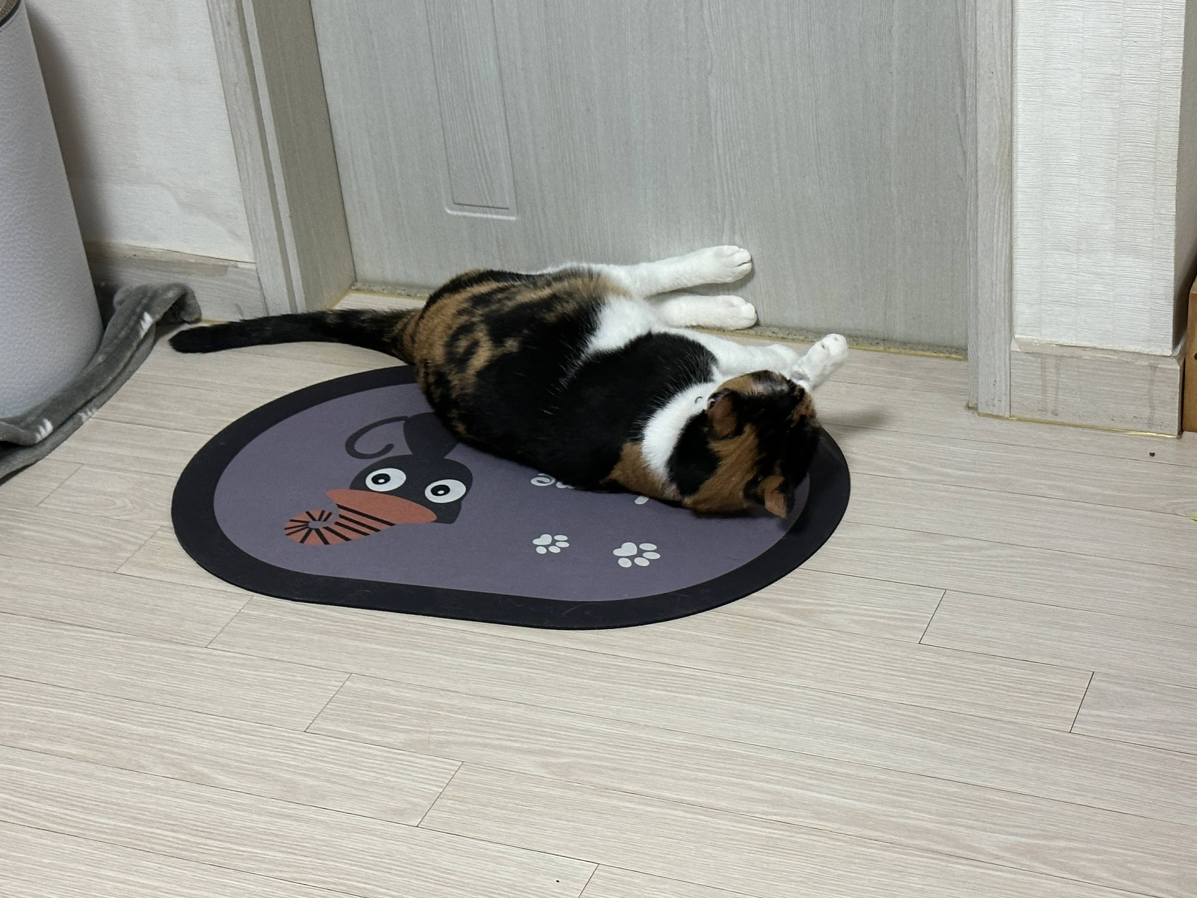 규조토_위에_누워서_뒷발은_화장실_문에_야무지게_대고_그루밍중인_삼색이_다다