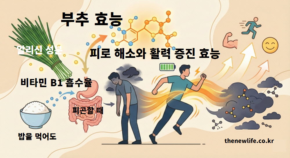 부추 효능 중 피로 해소와 활력 증진 원리를 설명하는 일러스트. 부추의 알리신이 비타민 B1 흡수율을 높여 지친 몸을 에너지 넘치게 만드는 과정