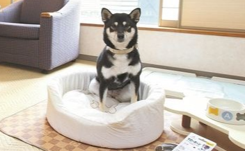 반려견과 함께한 호텔 룸