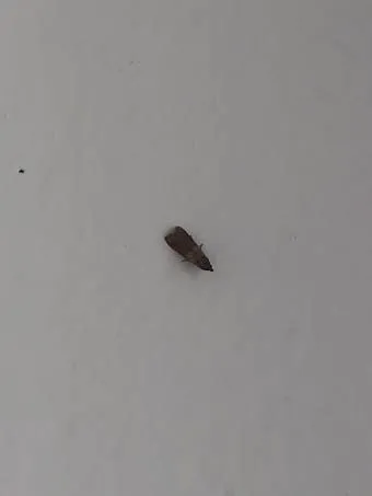 베란다 벌레 완벽 차단 방법과 여름철 실내 해충 예방 꿀팁_24