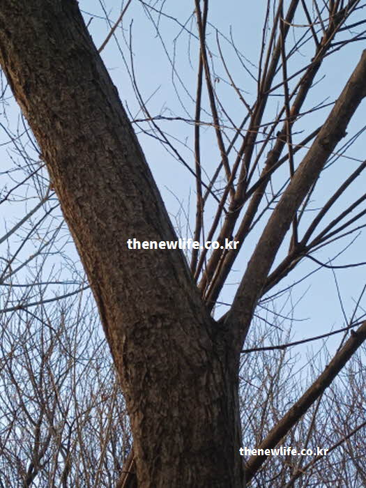 꾸지뽕 효능 숙취 해소 아스파라긴산