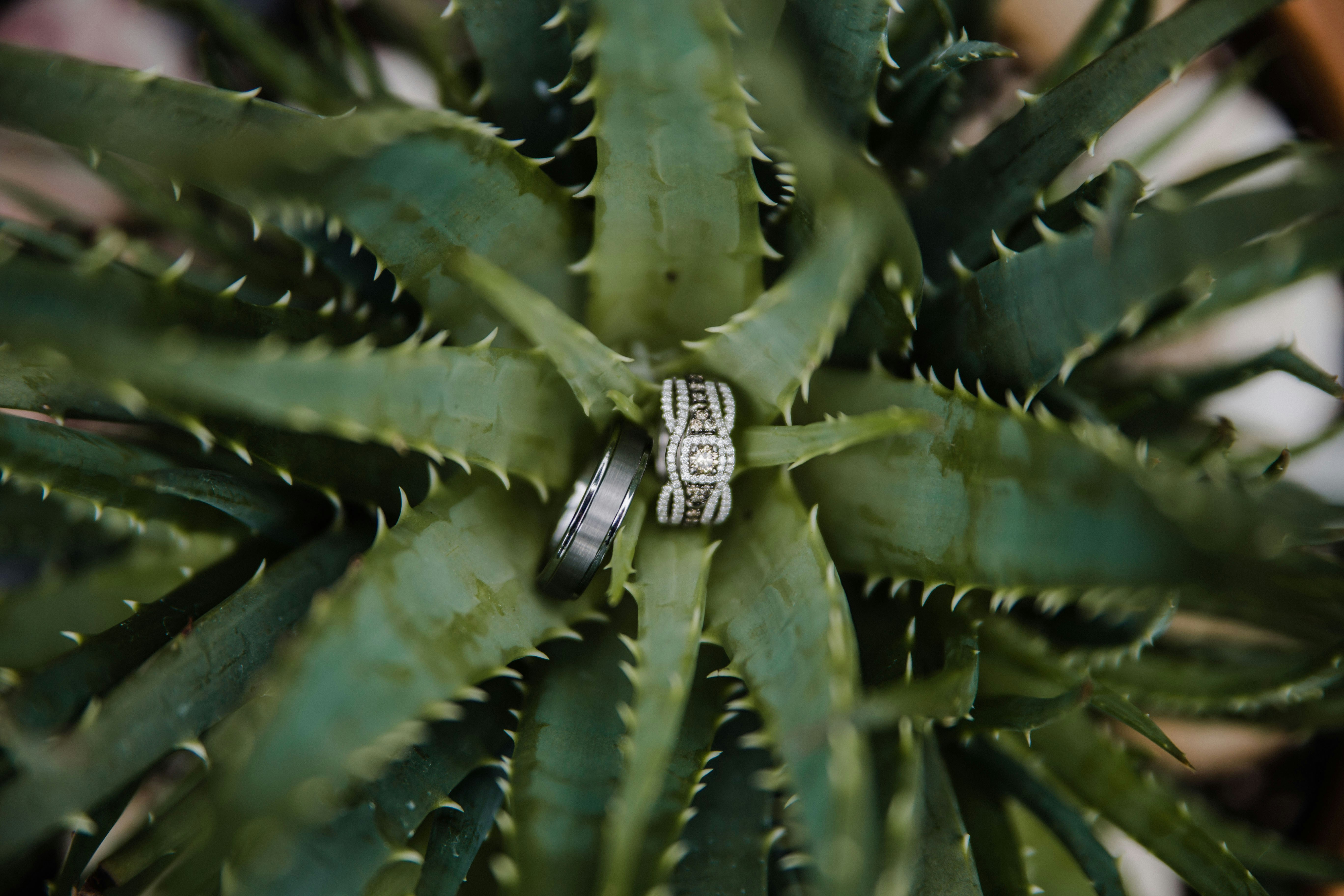 알로에 수딩젤 제품 추천 / 수딩젤 효능 알로에 베라 / 알로에 먹는 방법 키우는 방법