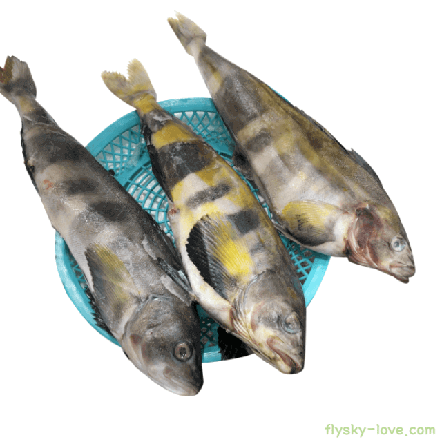 오메가 3가 풍부한 임연수어